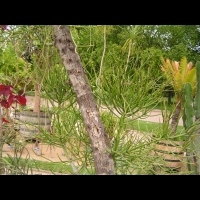 Euphorbe - Euphorbia Tirucalli (fam Euphorbiacees) (Afrique tropicale) (02)